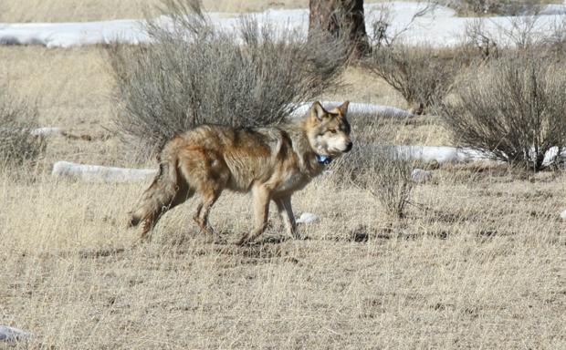 Mexican wolf releases