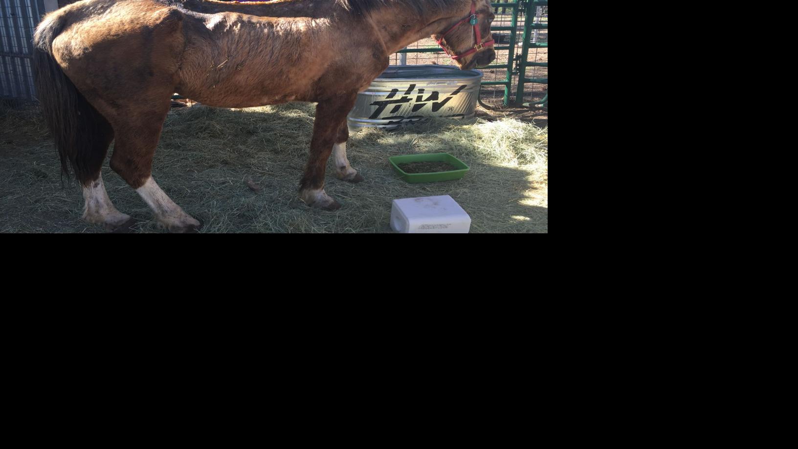 Our View: New rules for horses at Supai a good start