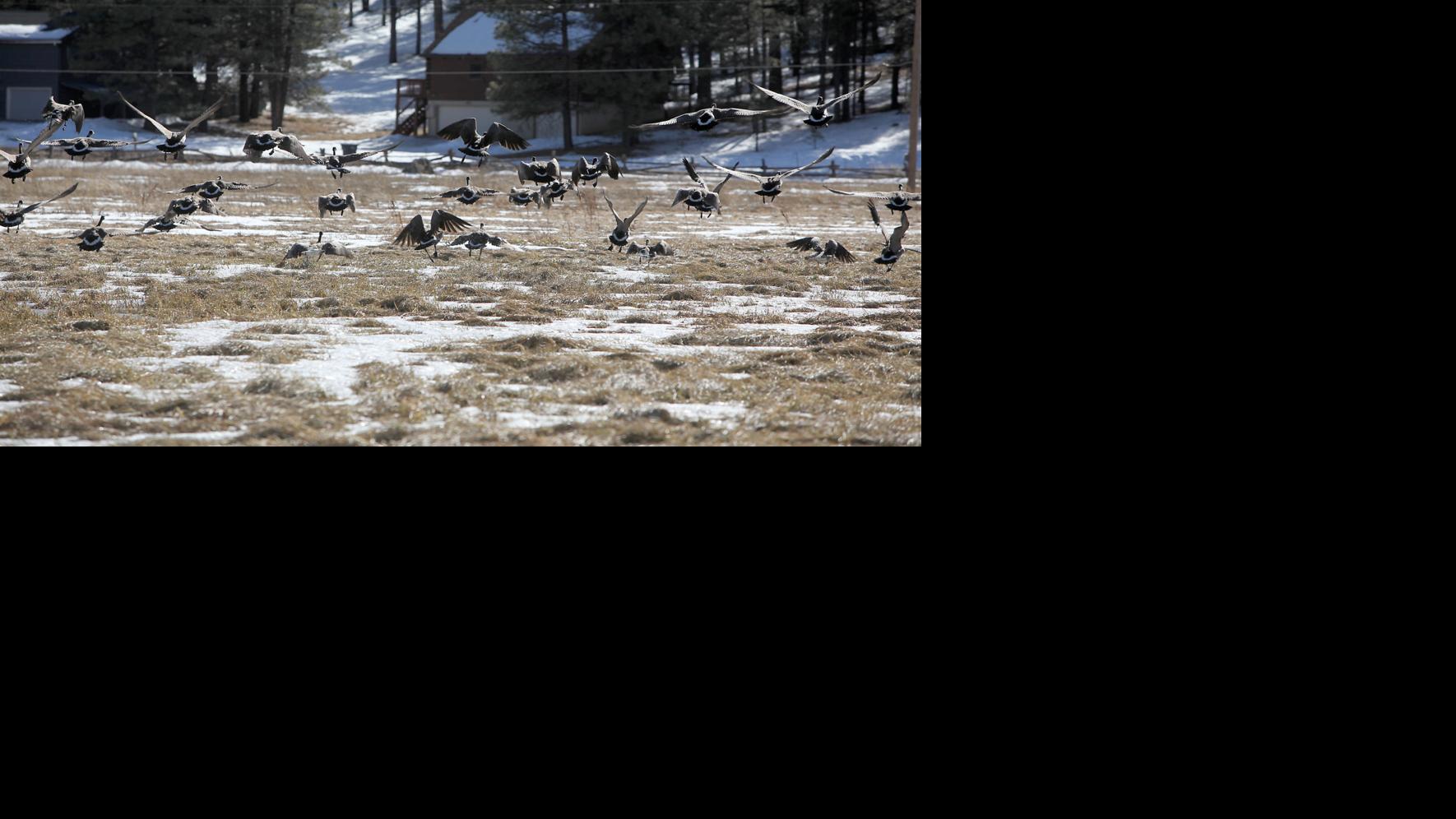 Listening In: Kachina Village and Mountainaire