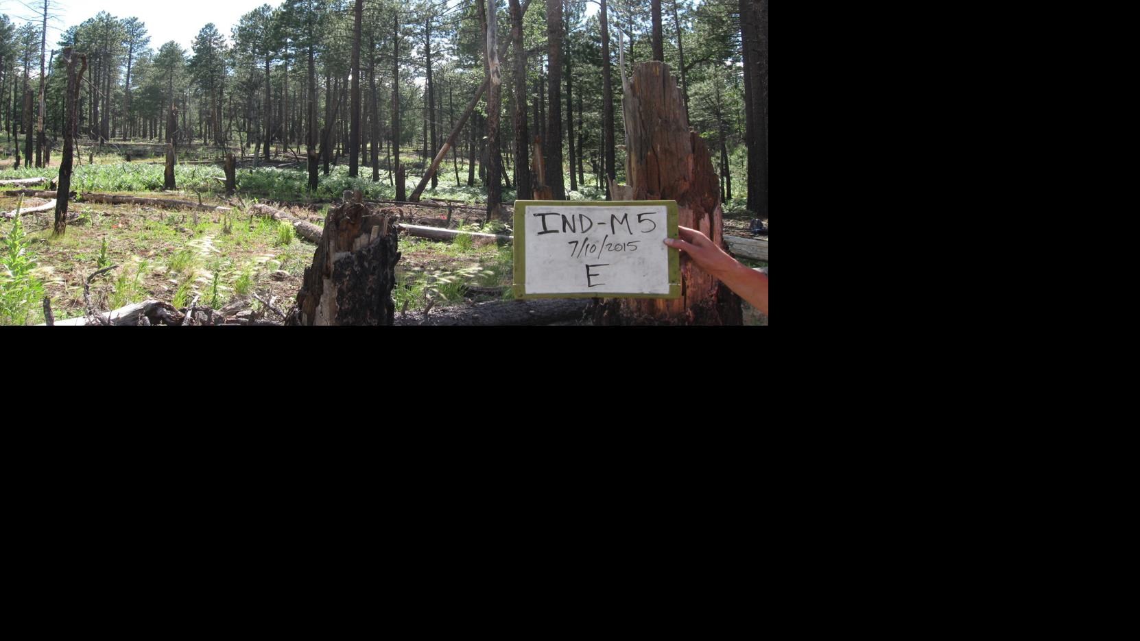 Managed wildfires could be doing more in forests around Flagstaff