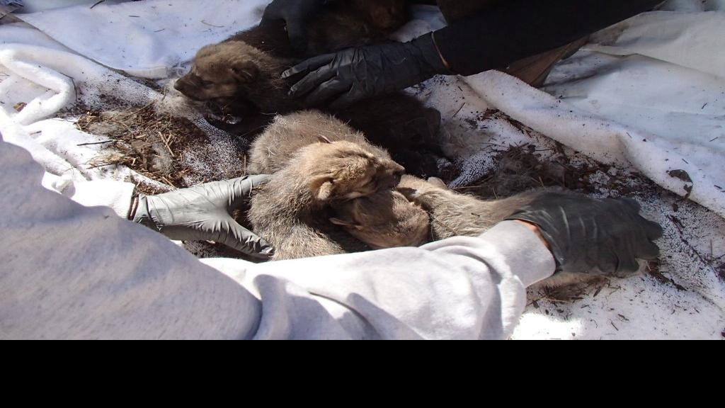 Mexican wolf recovery program sees success in cross-fostering pups
