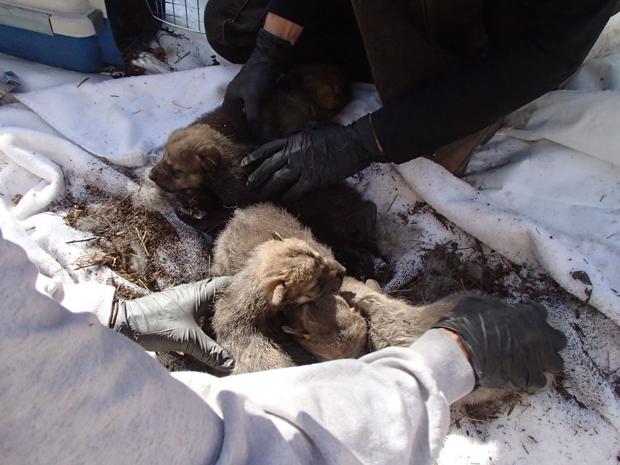 Mexican wolf cross foster