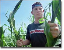 How can you get a corn detasseling job?