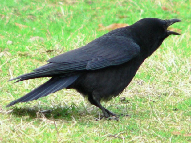 What is the difference between a crow and a blackbird?