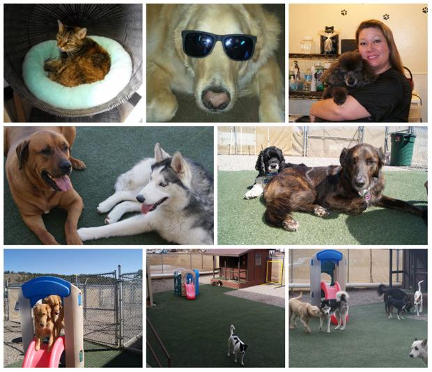 Dog Day Care In Flagstaff Az Dog Day Care In Flagstaff Az