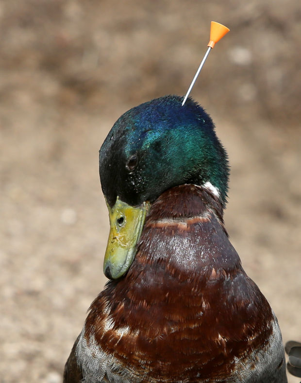 Injured duck rescued from Frances Short Pond