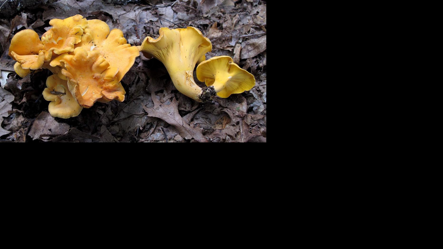 Back to basics: A conversation with local herbalist Mike Masek