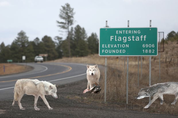 Image result for Flagstaff Daily Sun
