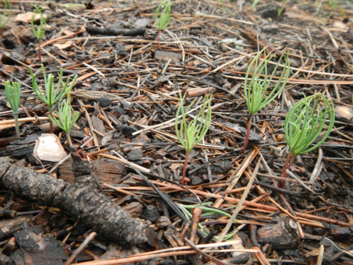 How Many Pine Tree Seedlings Per Acre at Tom Branch blog