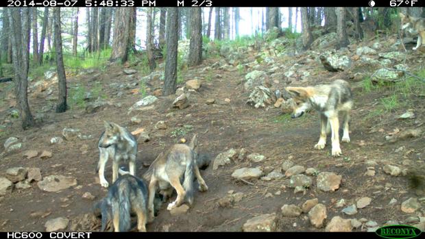 Cross fostered Mexican wolf pups one year later