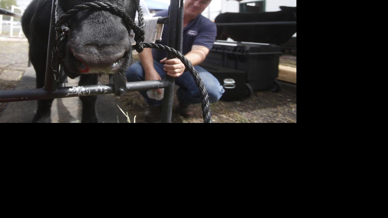 Big animals and small kids at county fair