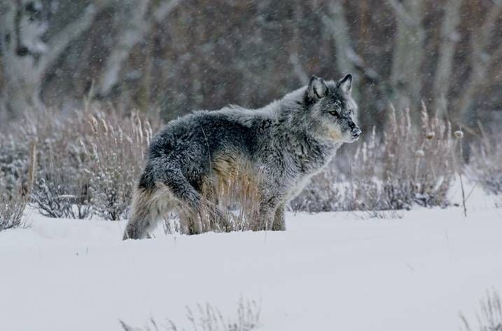 The Truth About Trapping: The use of a snare trap is the most violent  method used to kill an animal. By Rachel Tilseth - Wolves of Douglas County  WI Films