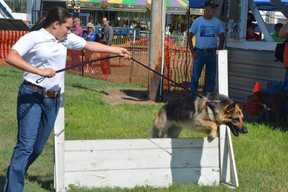 Dogs on display at Jefferson County Fair Dog Show