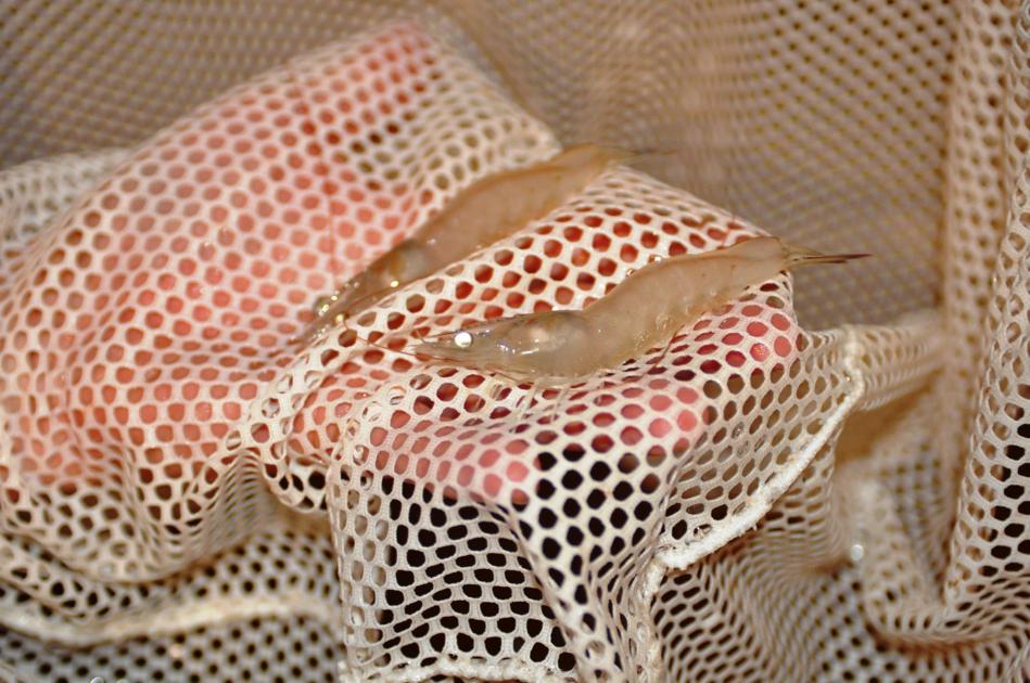 Shrimp farming in Diller