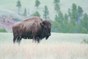 test4Badlands eyed for Yellowstone bison 