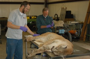 Another Hills lion killed in Oklahoma