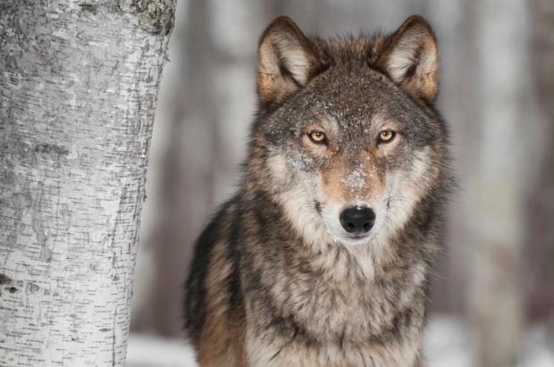 Grey Wolf (Canis lupus) stockimage