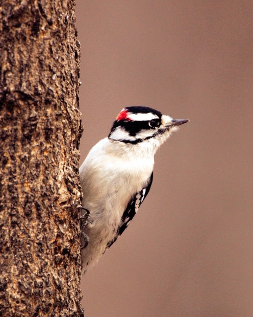here s why a woodpecker pecks home and garden here s why a woodpecker pecks home and garden