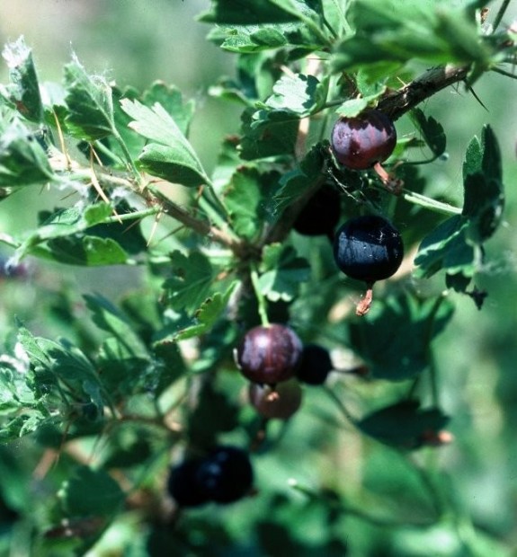 Wyoming outdoors Trees, bushes loaded with wild fruits Outdoors