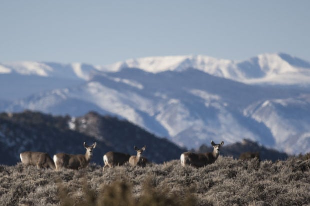 Elk south of Rock Springs