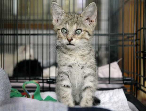 seven of the powell kittens come to billings for care seven of the powell kittens come to billings for care