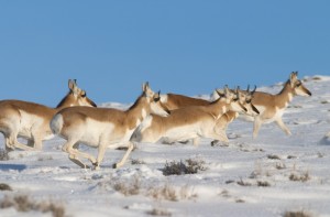 In this February 2010 photo, pronghorn cross a snow covered field in Wyoming. The Federal Highway Administration recognized a project to reduce collisions between motorists and migrating wildlife