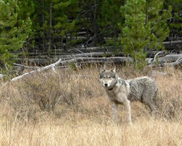 Gray wolf