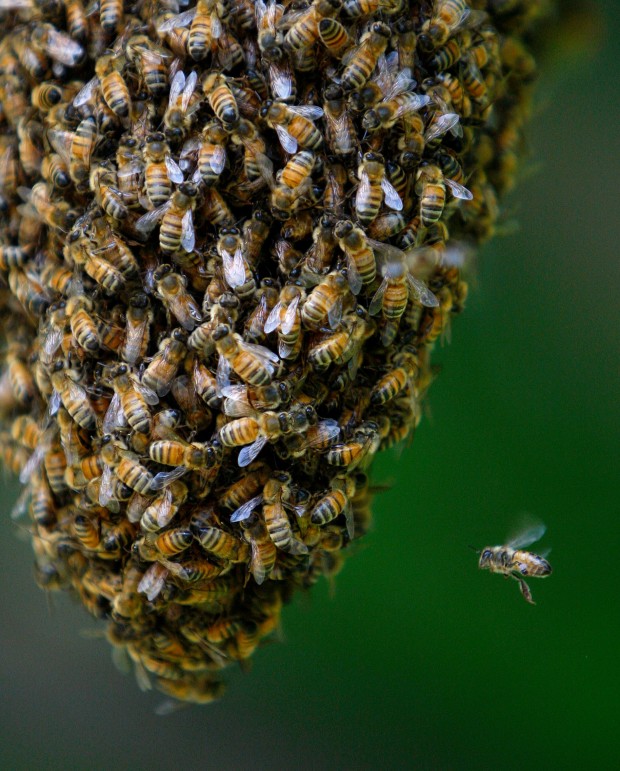 Feature Photos: Swarming Bees