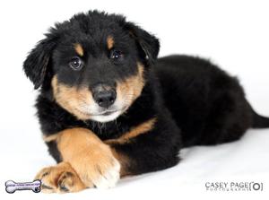 Pet of the week: Nano