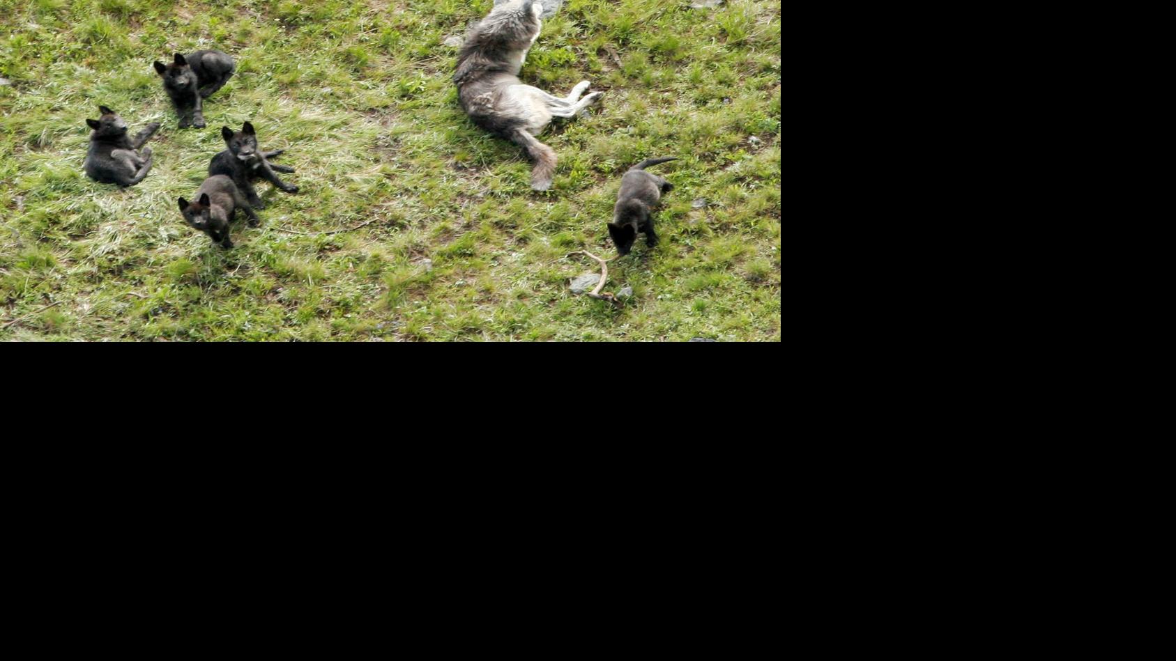 Watch Wolf Mother Online Facebook Hacking