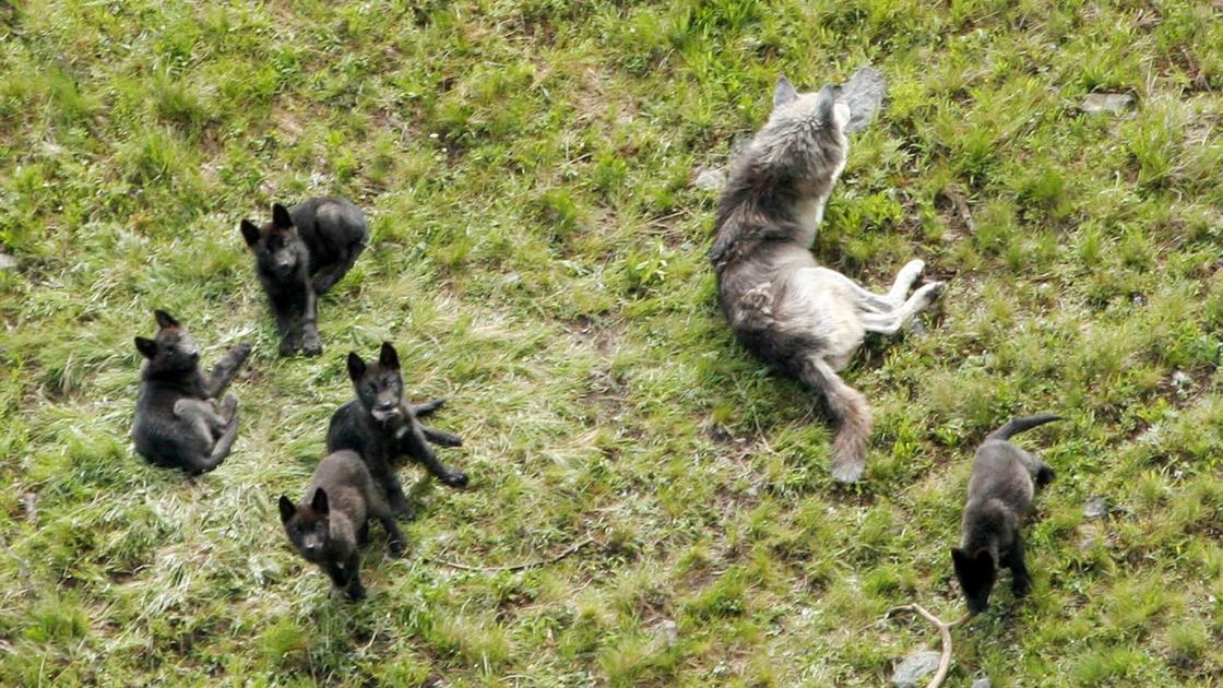 Watch Wolf Mother Online Facebook Hacking Watch Wolf Mother Online Facebook Hacking