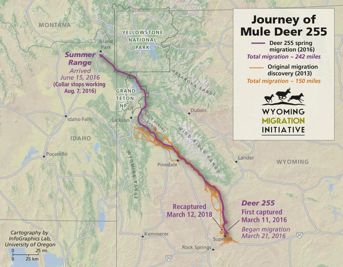 wyoming researchers discovered a mule deer migration almost 100