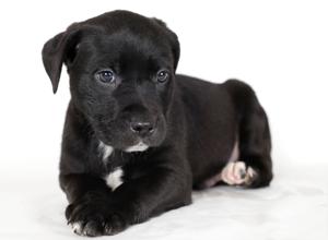 Pet of the Week: Foster Farms