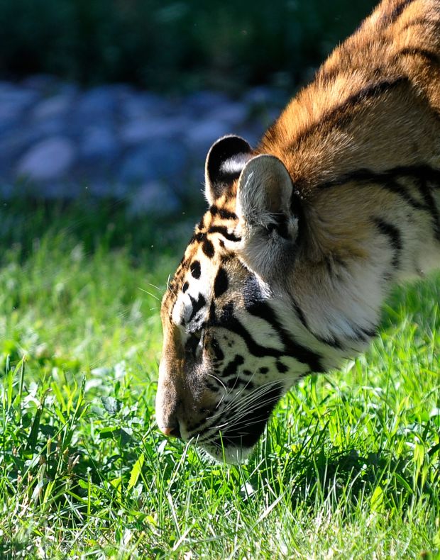 A tiger sniffs the grass