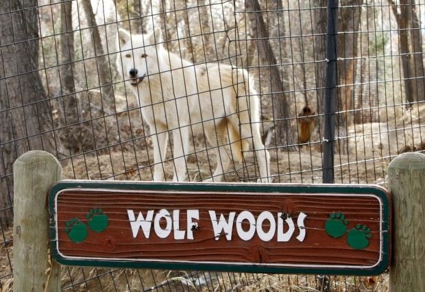 A gray wolf looks out of its exhibit
