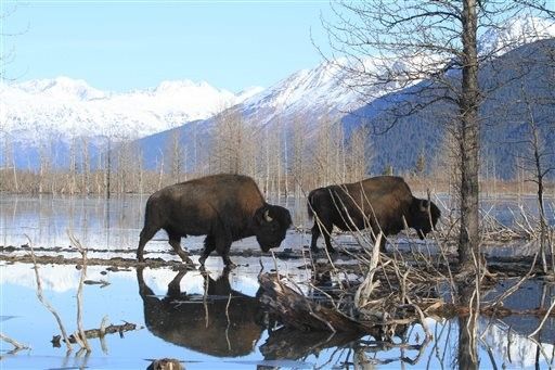 Wood bison transplanted to Alaska healthy despite drownings - Billings Gazette