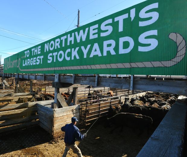 yellowstone livestock auction