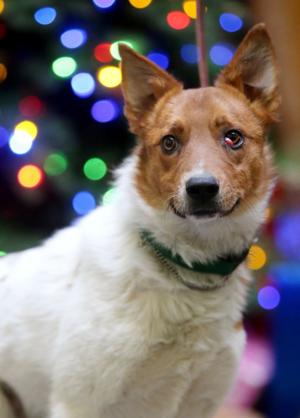 Pet of the Week: Kenny