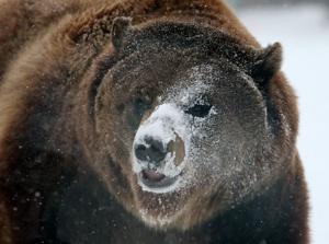 ZooMontana's Ozzy picks the Patriots