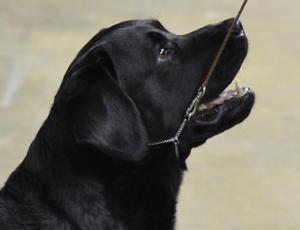 Billings dog Little Ricky Ricardo stars at Westminster Kennel Club Dog Show