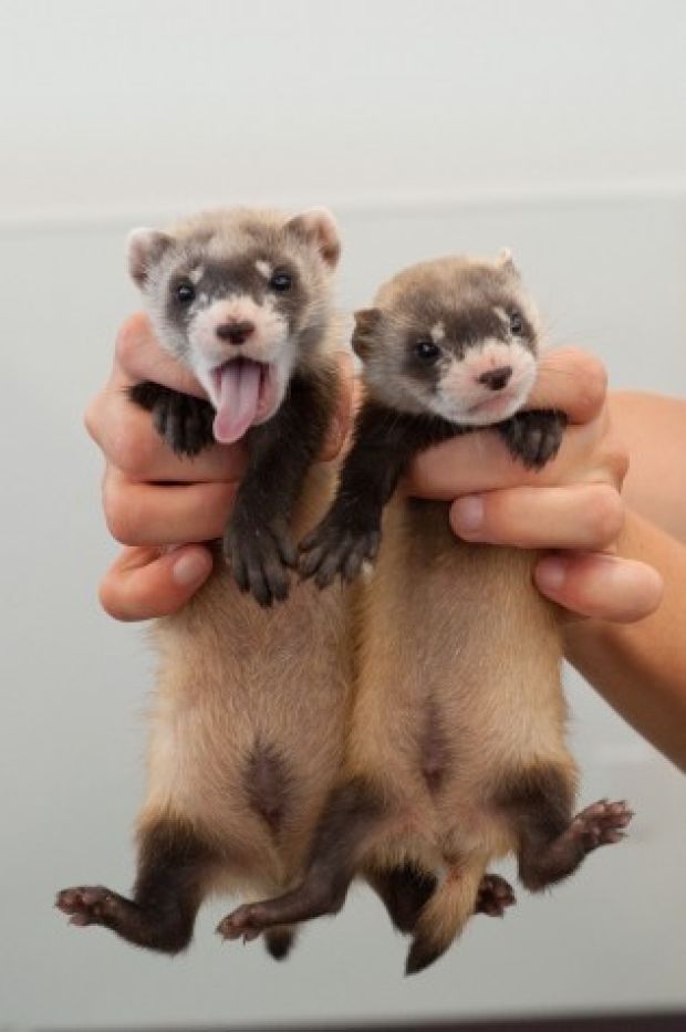 As ferret numbers dwindle, more to be released