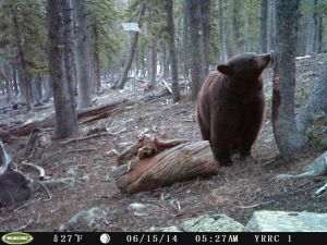 Capturing photographs of lynx, wolverine proving tough for students