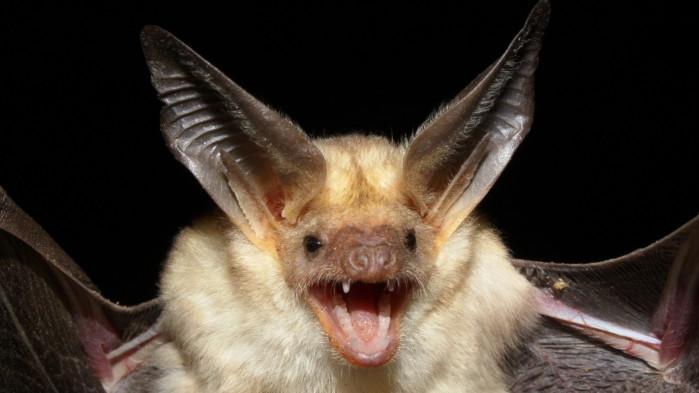 Bats unlimited coupon code