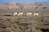 Wyoming Game and Fish investigates antelope deaths