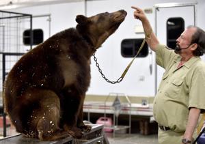 Black bears perform at Great Rockies Sportshow in Billings