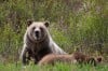 Wyoming intervenes on fed side in Grand Teton grizzly suit