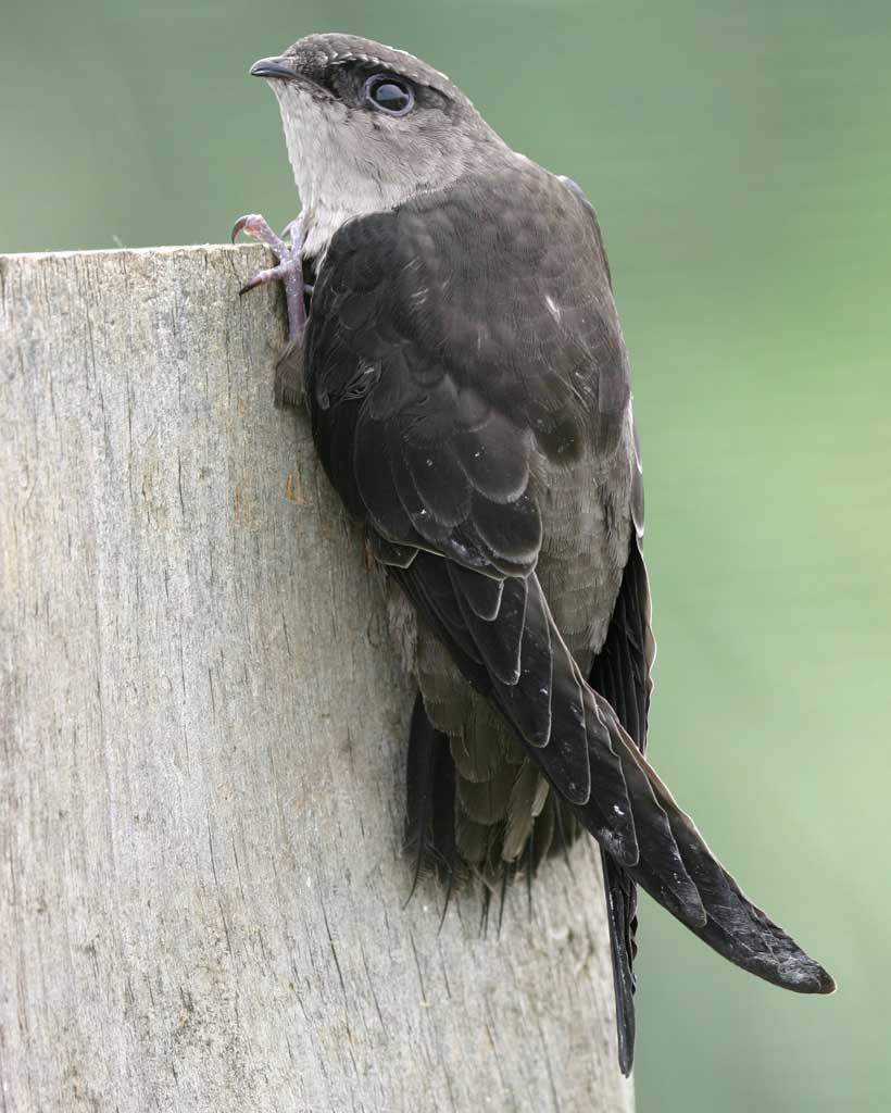 volunteers sought for chimney swift project