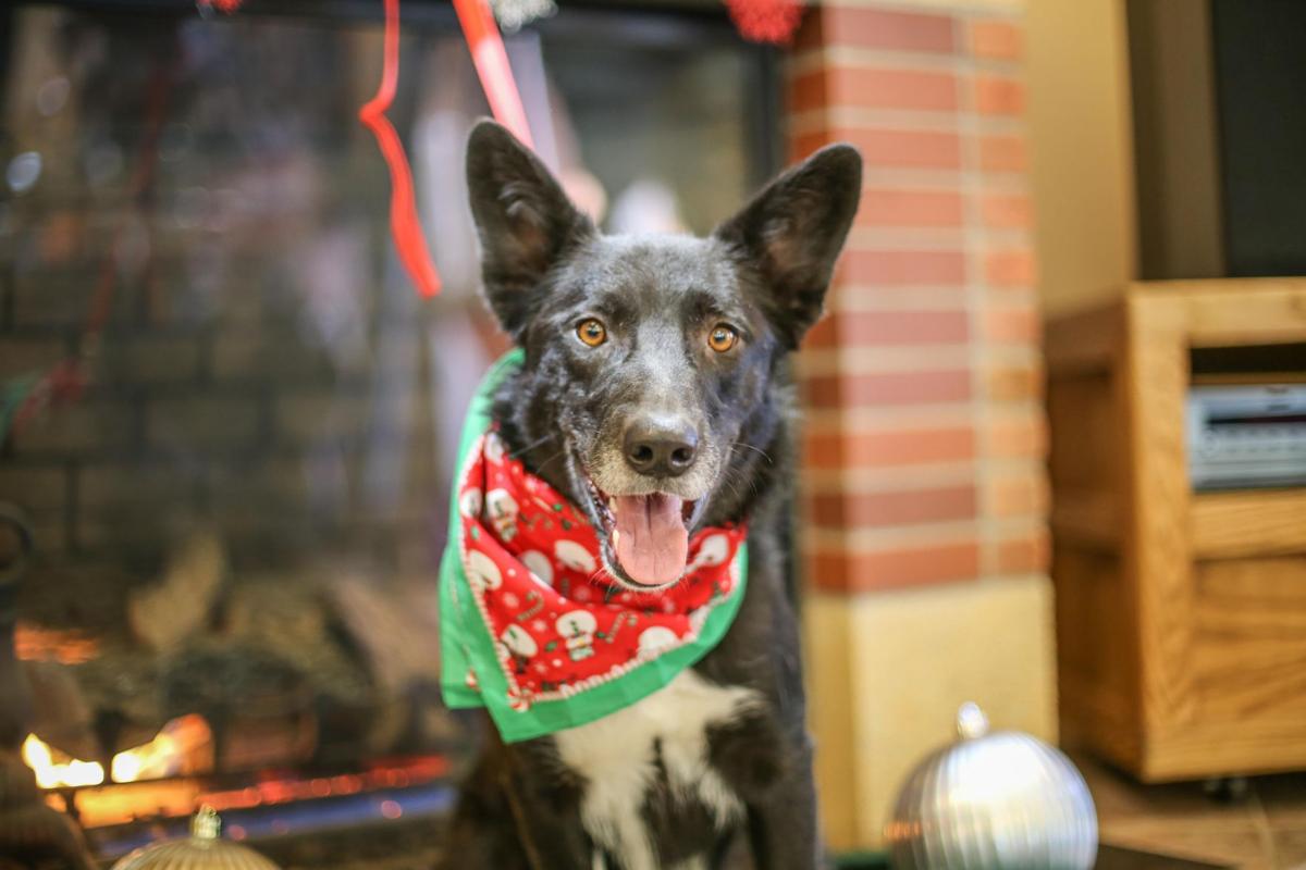 rez rescue photos pets available for adoption in december pets billingsgazette rez rescue photos pets available for adoption in december pets billingsgazette