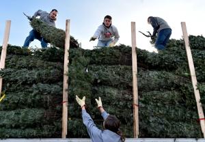 Feature photos: Christmas trees, ho!