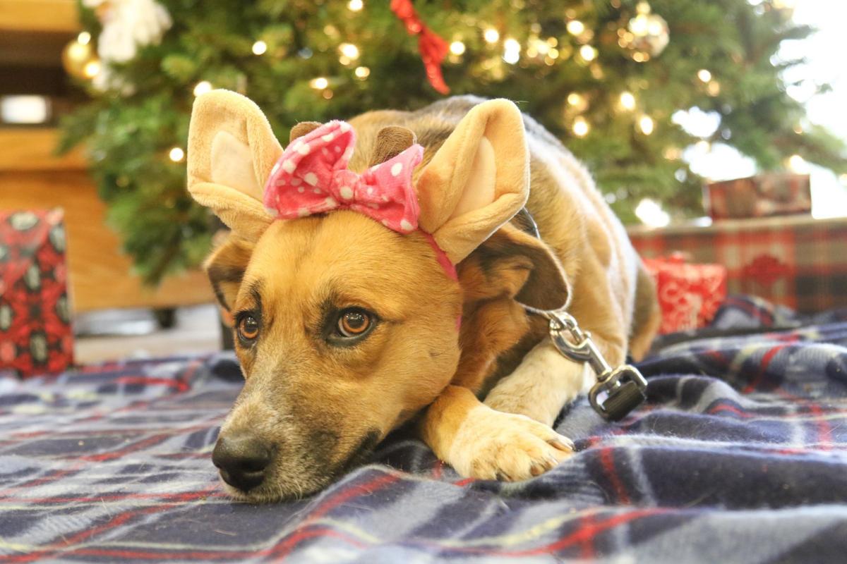 rez rescue photos pets available for adoption in december pets billingsgazette rez rescue photos pets available for adoption in december pets billingsgazette